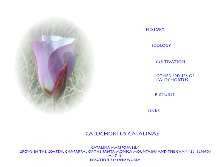 Catalina mariposa lily. Text links at bottom of page.